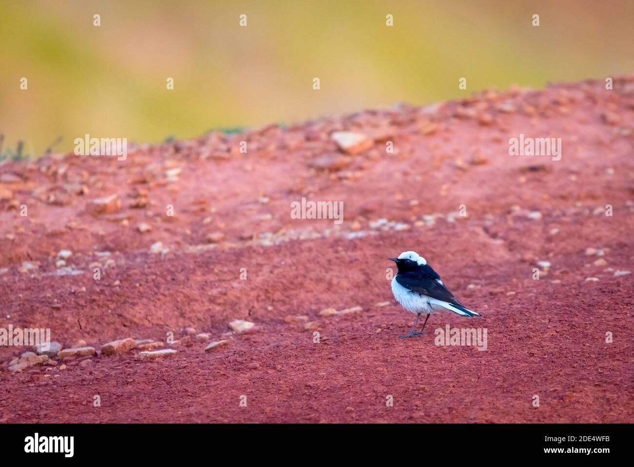 Pied wheatear or Oenanthe pleschanka in natural habitat. Stock Photo
