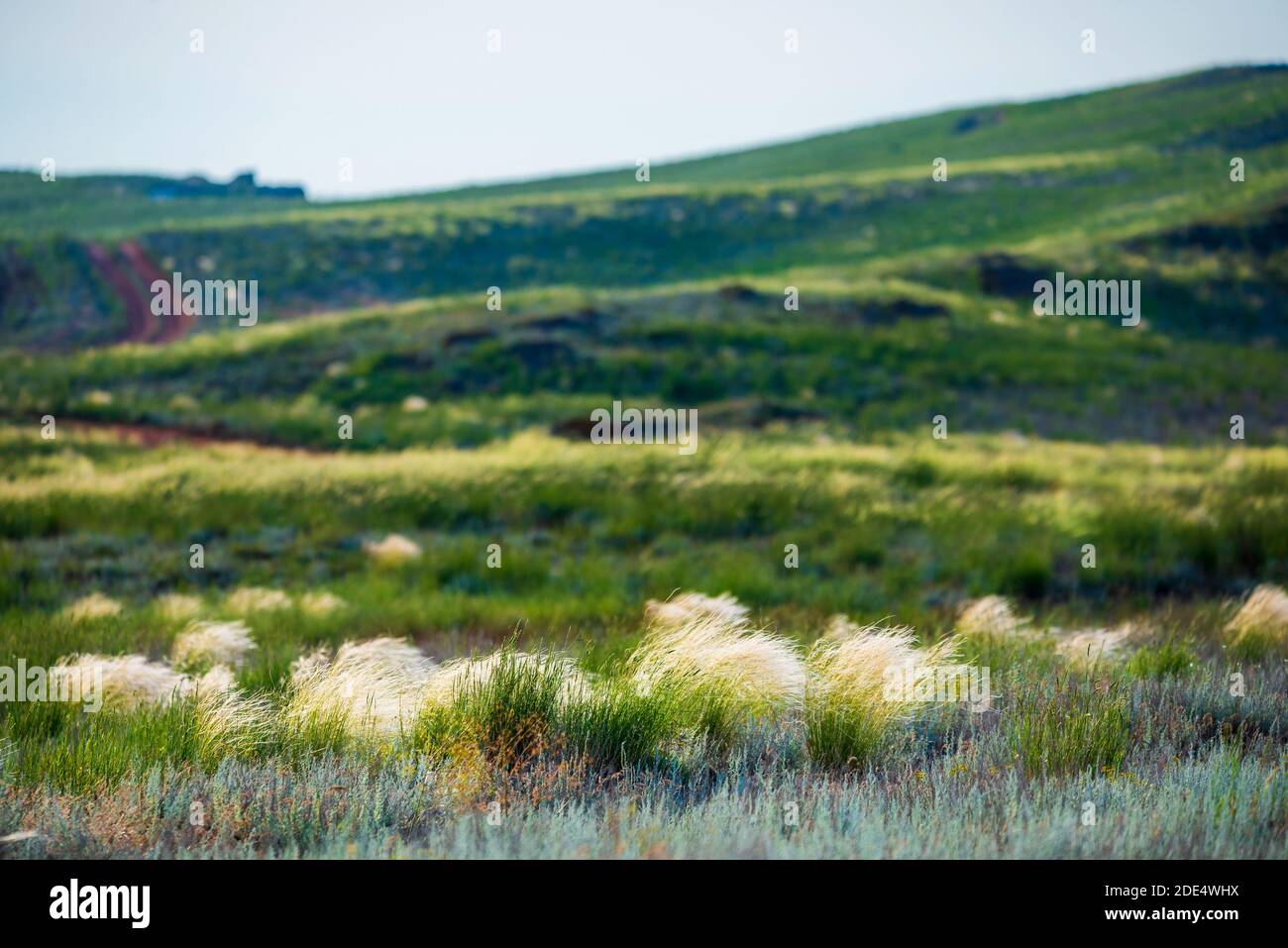 Blooming feather grass, fluttering in the wind on the plain between the hills. Stock Photo