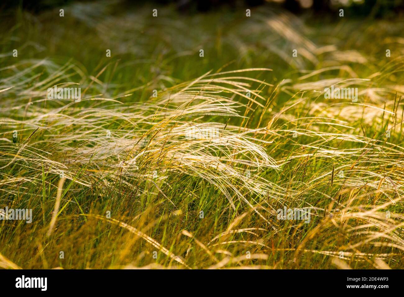 Stipa Feather Grass or Grass Needle Nassella tenuissima in golden sunset light. Stock Photo