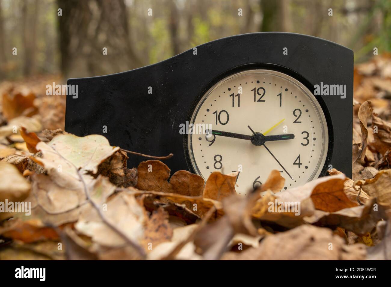 Green oak arbour hi-res stock photography and images - Alamy