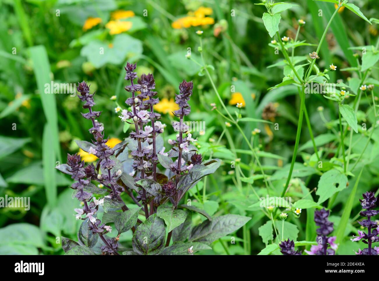 Basil: Planting, Growing, and Harvesting Basil Leaves Stock Photo - Alamy
