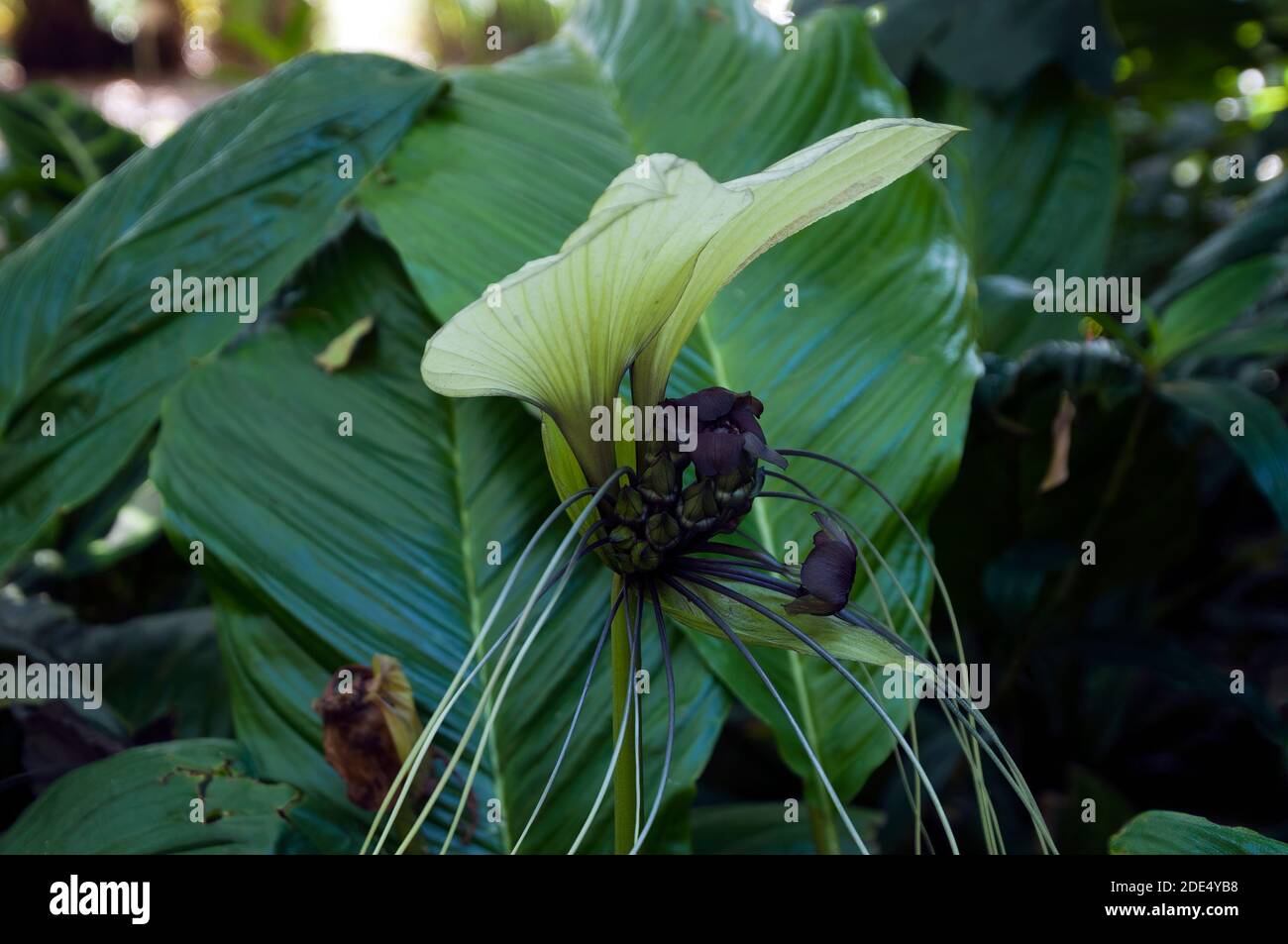 Sydney Australia, unusual flower of  a tacca integrifolia or white batflower, native to tropical and subtropical rainforests of Central Asia Stock Photo