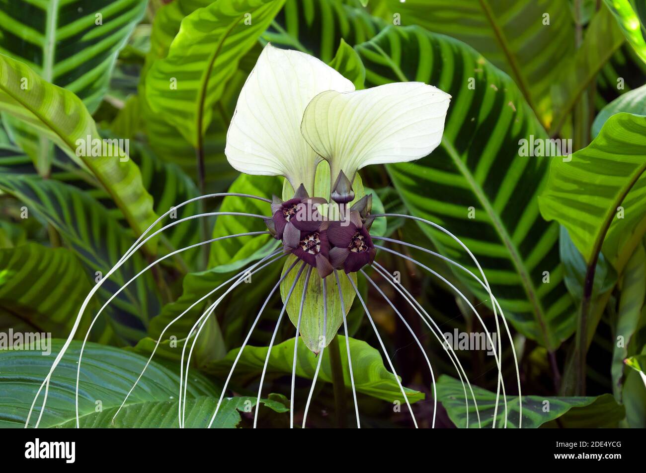 Sydney Australia, unusual flower of a tacca integrifolia or white batflower, native to tropical and subtropical rainforests of Central Asia Stock Photo