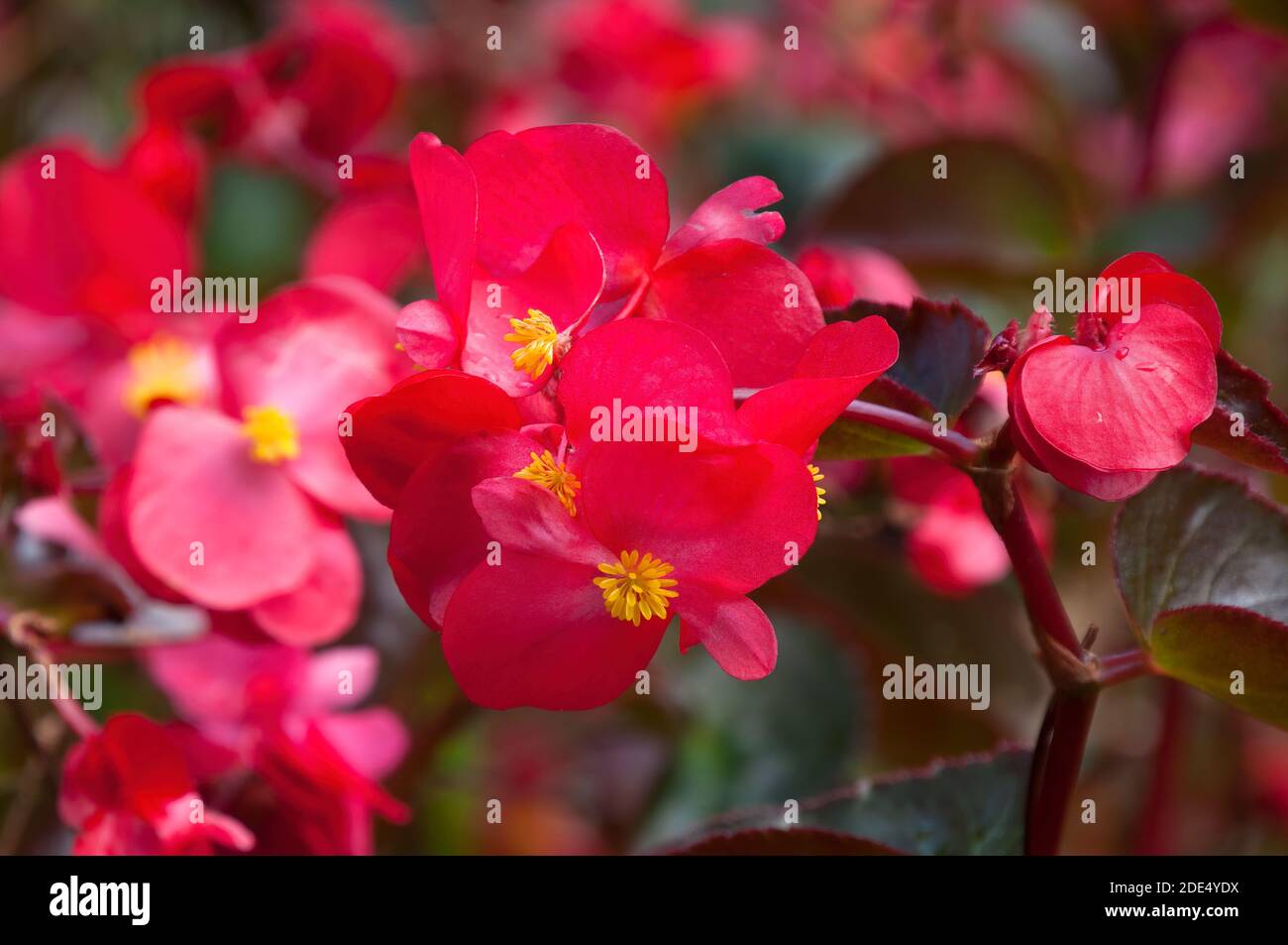Sydney Australia, close-up of red waxy begonia flowers on a sunny day Stock Photo