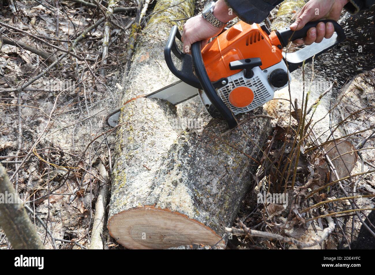 Cutting fallen tree with chainsaw Stock Photo Alamy