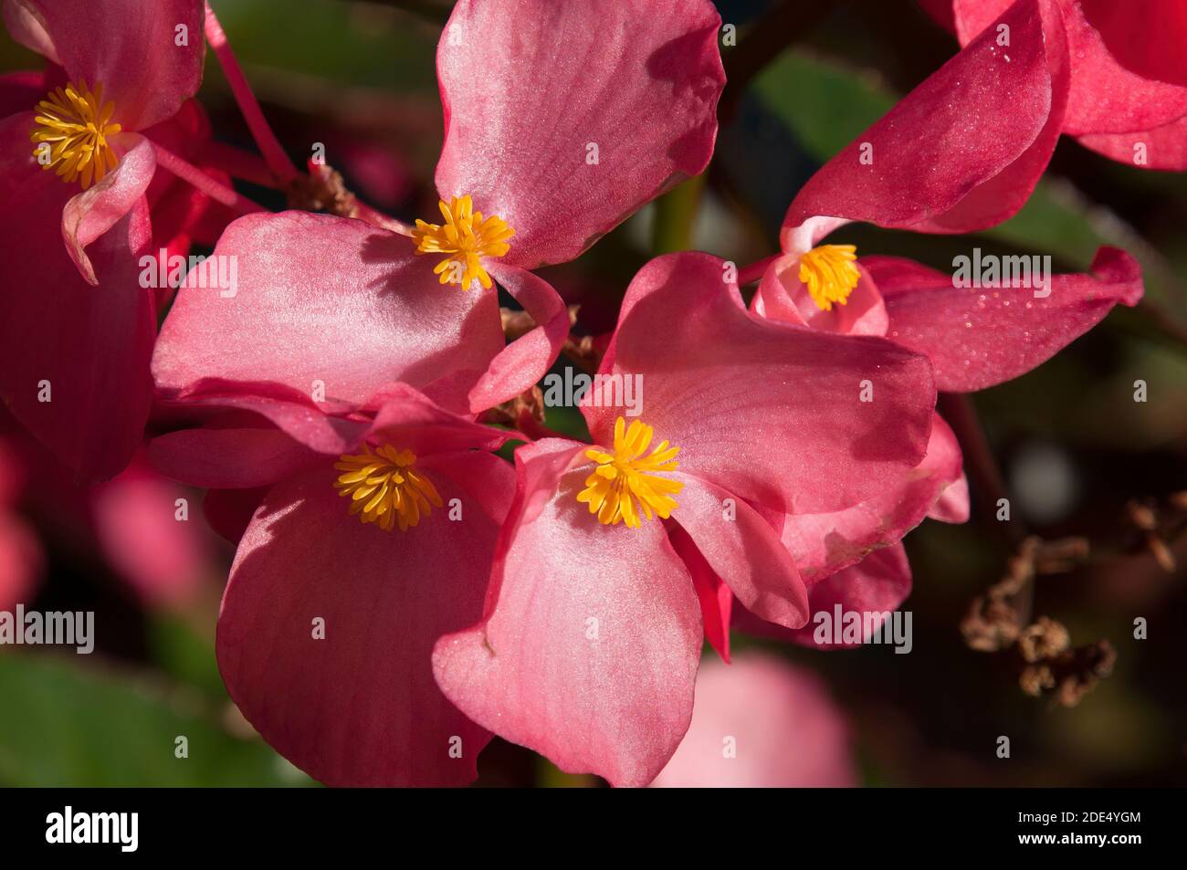 Sydney Australia, close-up of pink waxy begonia flowers on a sunny day Stock Photo