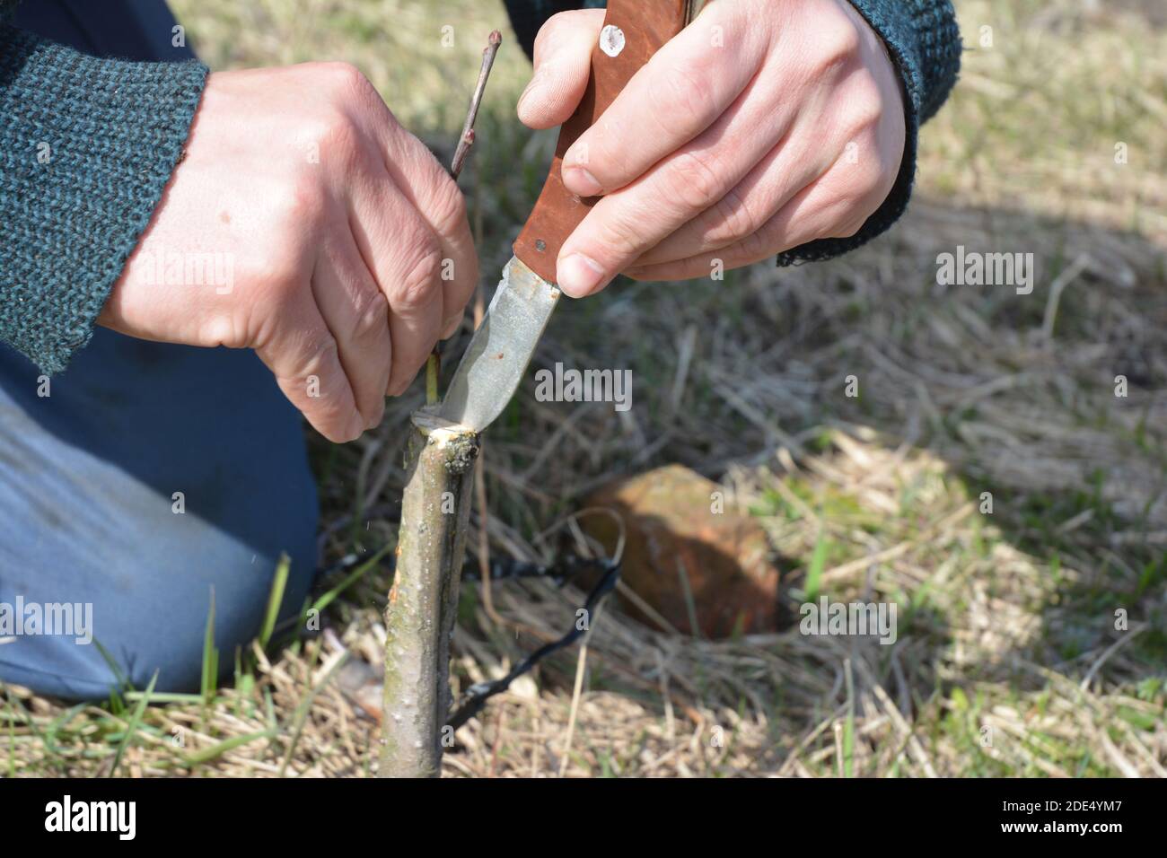 A gardener is grafting and budding a fruit tree. Stock Photo