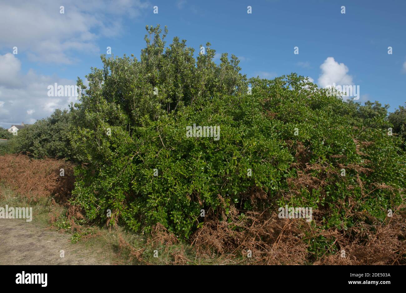 Green Foliage of the Evergreen Karo Shrub (Pittosporum crassifolium) Growing by the Coast on the Island of Bryher in the Isles of Scilly, England, UK Stock Photo