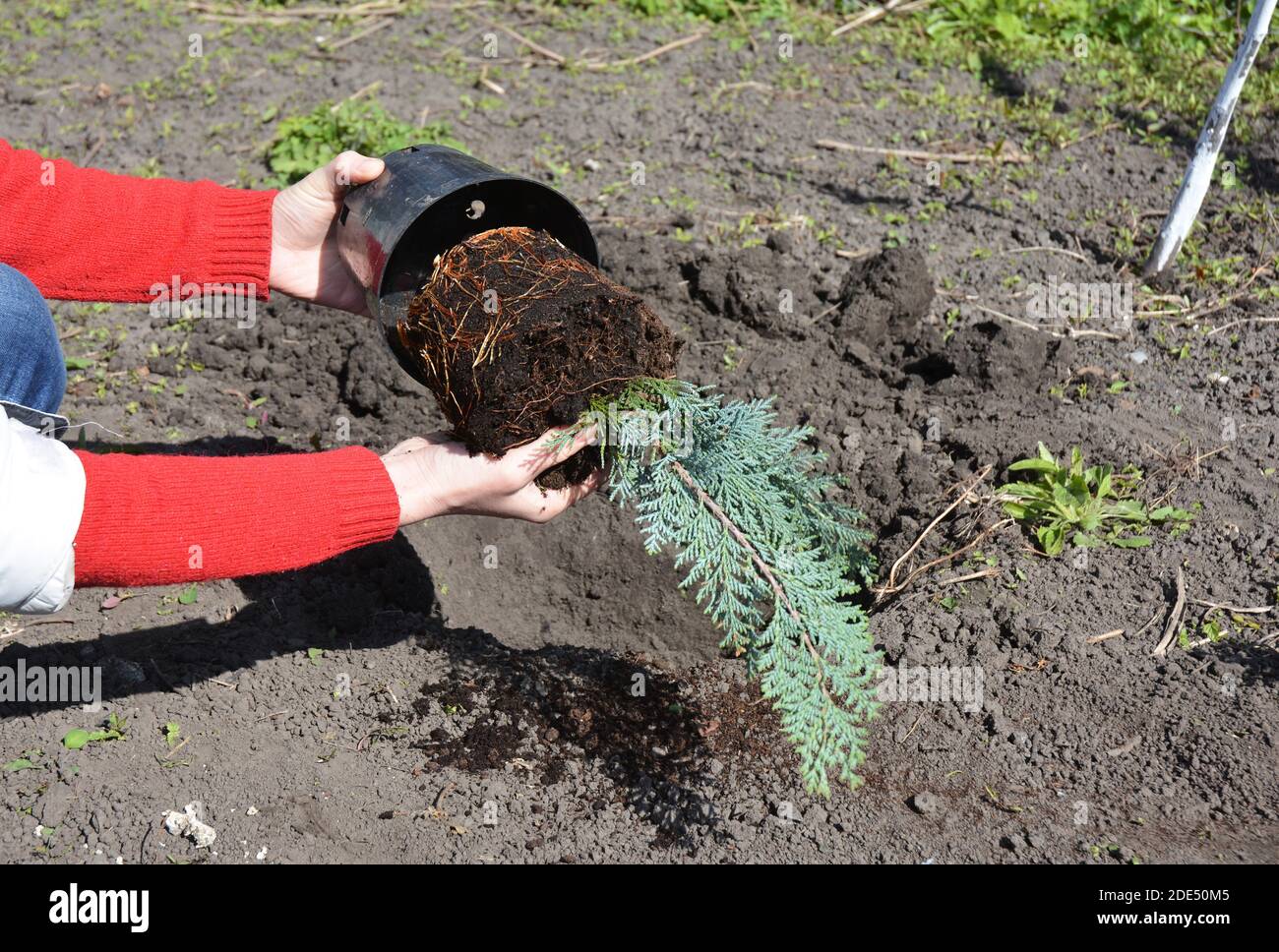Chamaecyparis lawsoniana Alumii plant or Lawson cypress  with roots planting from pot in the ground Stock Photo