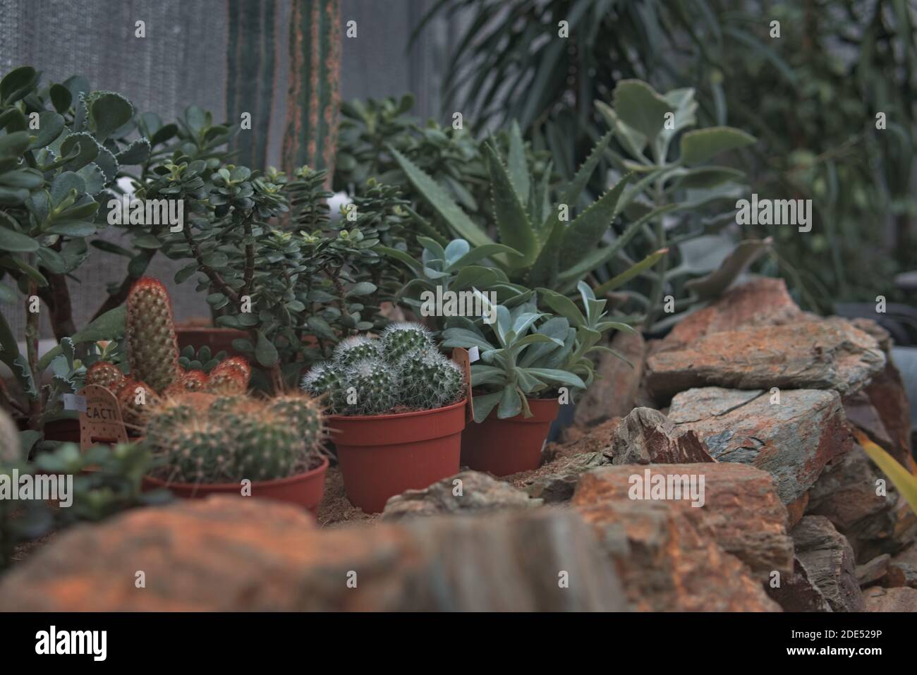 Desert arrangement showcasing cacti and other desert plants in a rock garden