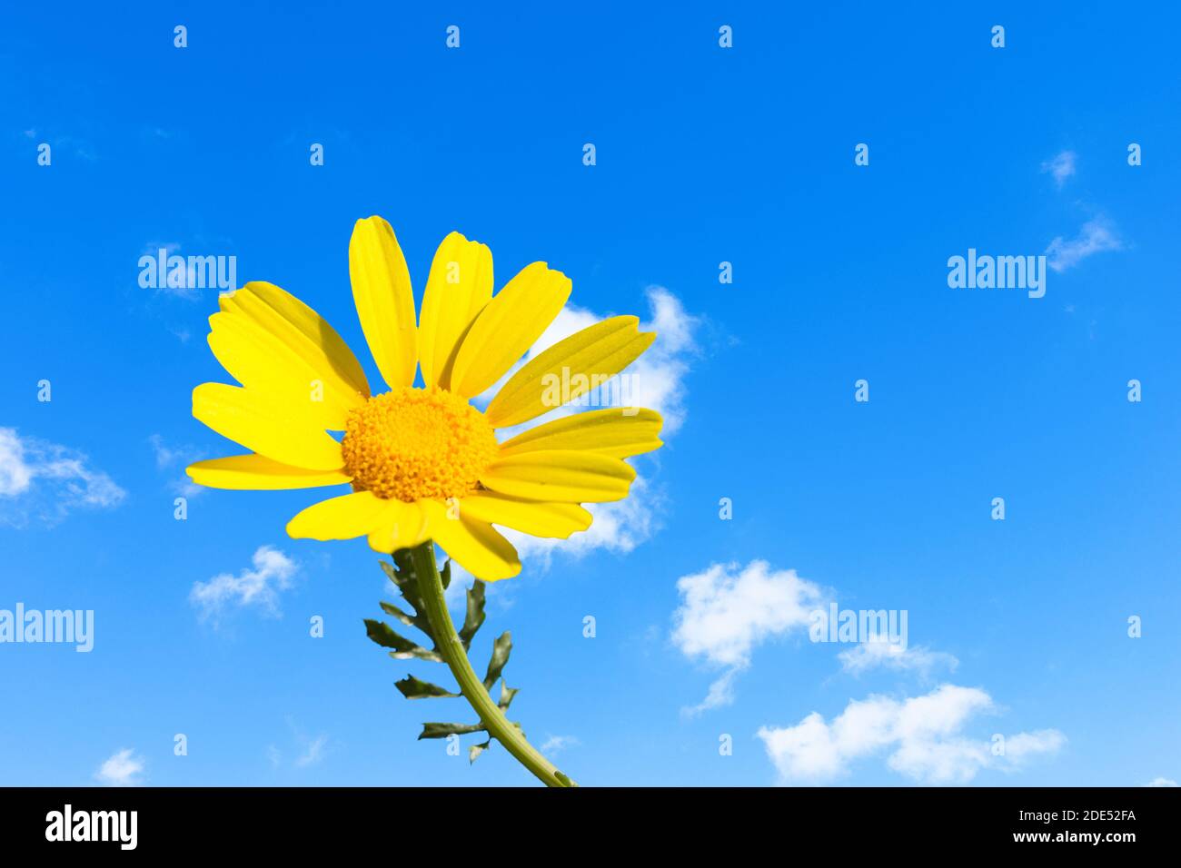 Unique close up yellow marguerita flower blossom isolated in blue sky background. Single yellow daisy in spring blue sky with thin soft white clouds. Stock Photo