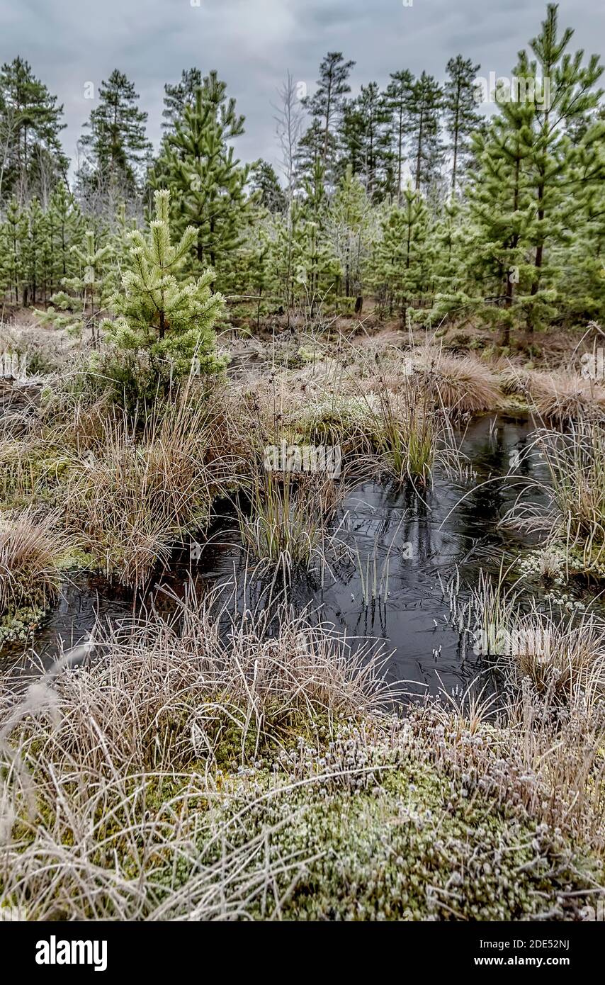 A cold November day in a swamp in the middle of the forest Stock Photo ...