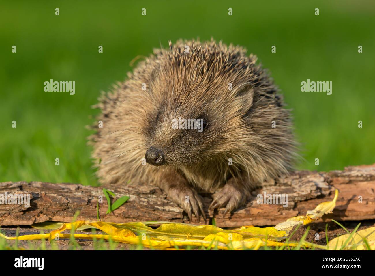 Hedgehog, Scientific name: Erinaceus Europaeus.  Wild, native, European hedgehog facing forward with paws on a fallen log.  Clean, green background. Stock Photo
