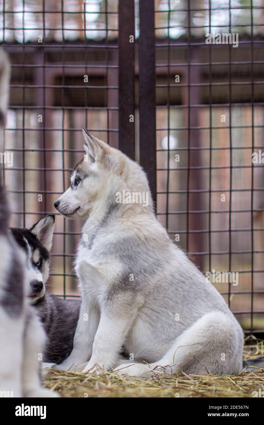 large siberian husky