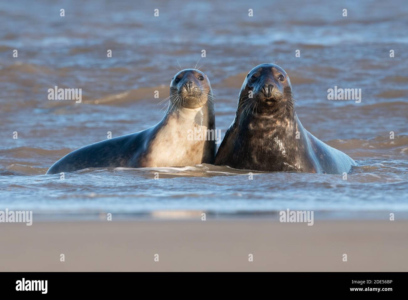 Male and Female Atlantic Grey Seals (Halichoerus grypus) at the edge of the tide Stock Photo