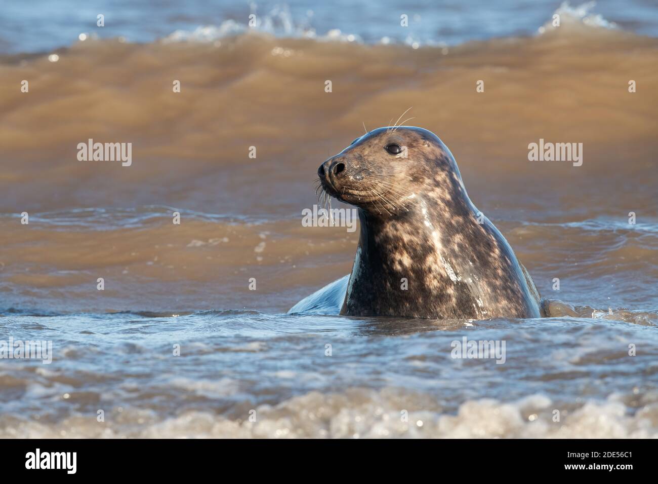 Atlantic Grey Seal (Halichoerus grypus) at the edge of the tide Stock Photo