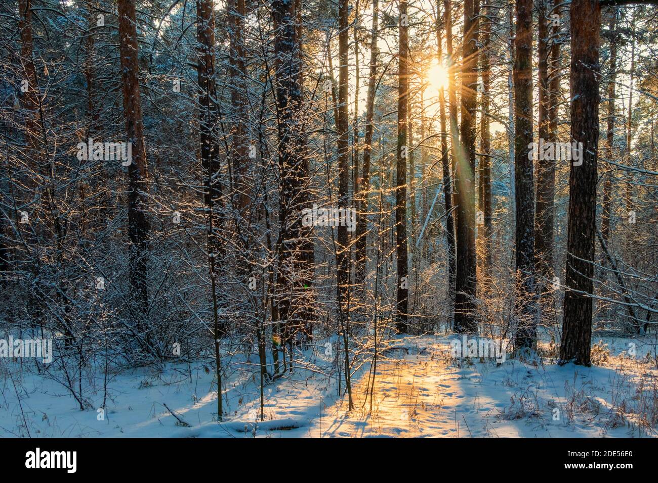 Winter landscape illuminated by a sunny clearing in a snow-covered forest. The photo was taken in the Chelyabinsk city forest. Stock Photo