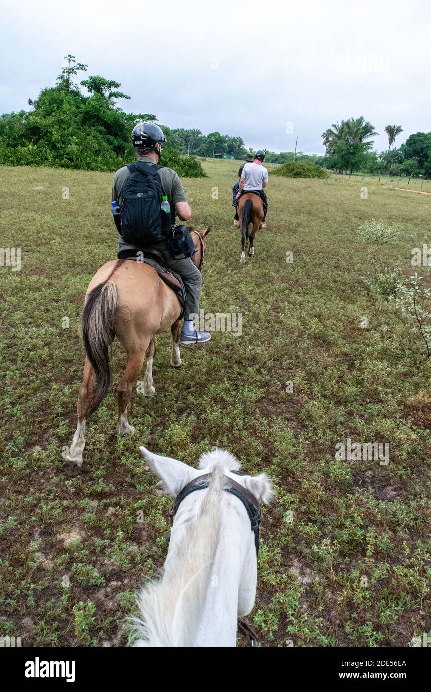 A small group of tourists riding on retired stock horses through the rain forests, led by a local wildlife guide observing wildlife within the world's Stock Photo