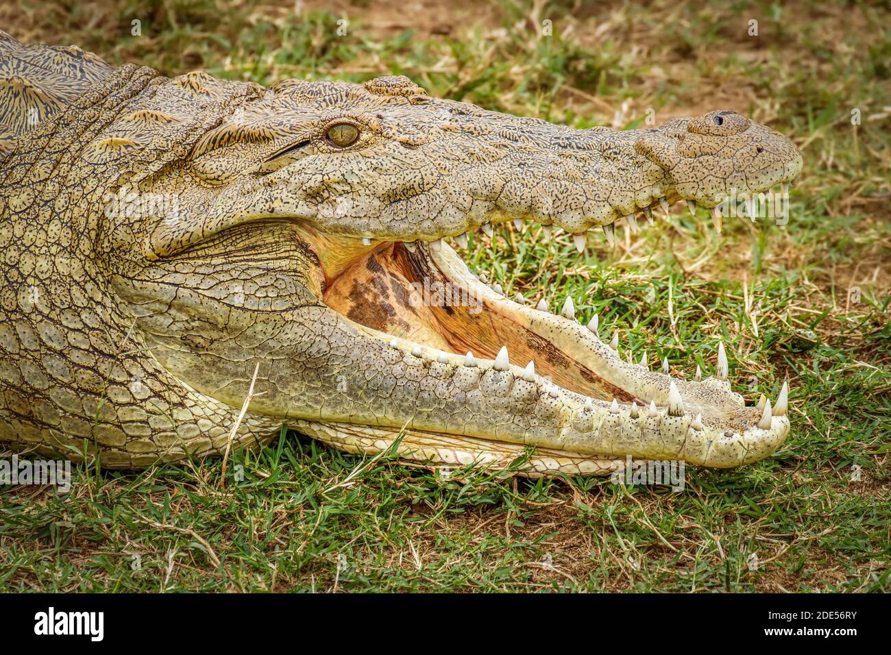 Close up Nile Crocodile ( Crocodylus niloticus) at the Kazinga Channel, Queen Elizabeth National Park, Uganda. Stock Photo