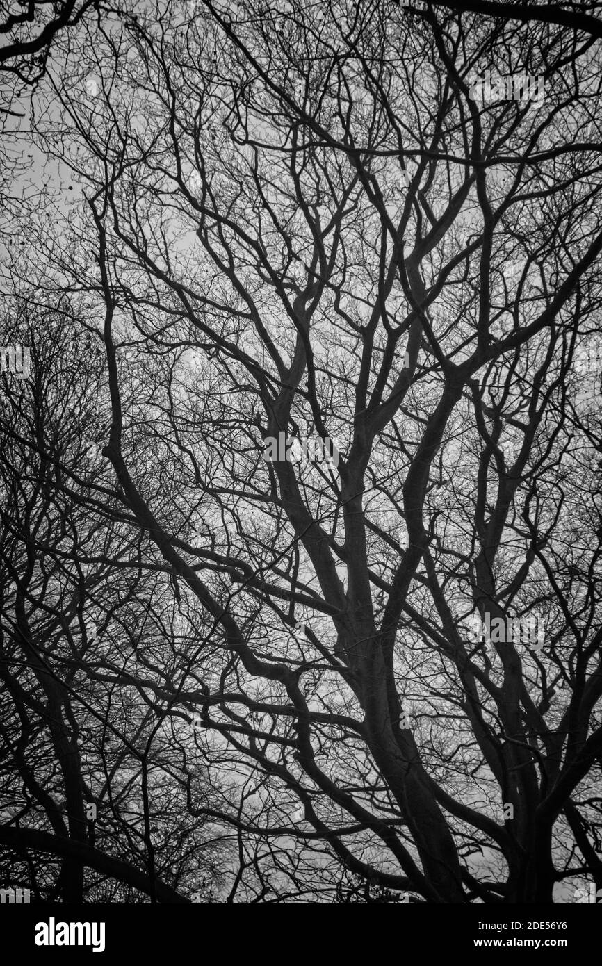 A monochrome image of a tree with all of its leaves lost in Autumn captued on a misty late November afternoon in Thornley Woods near Gateshead, Tyne a Stock Photo