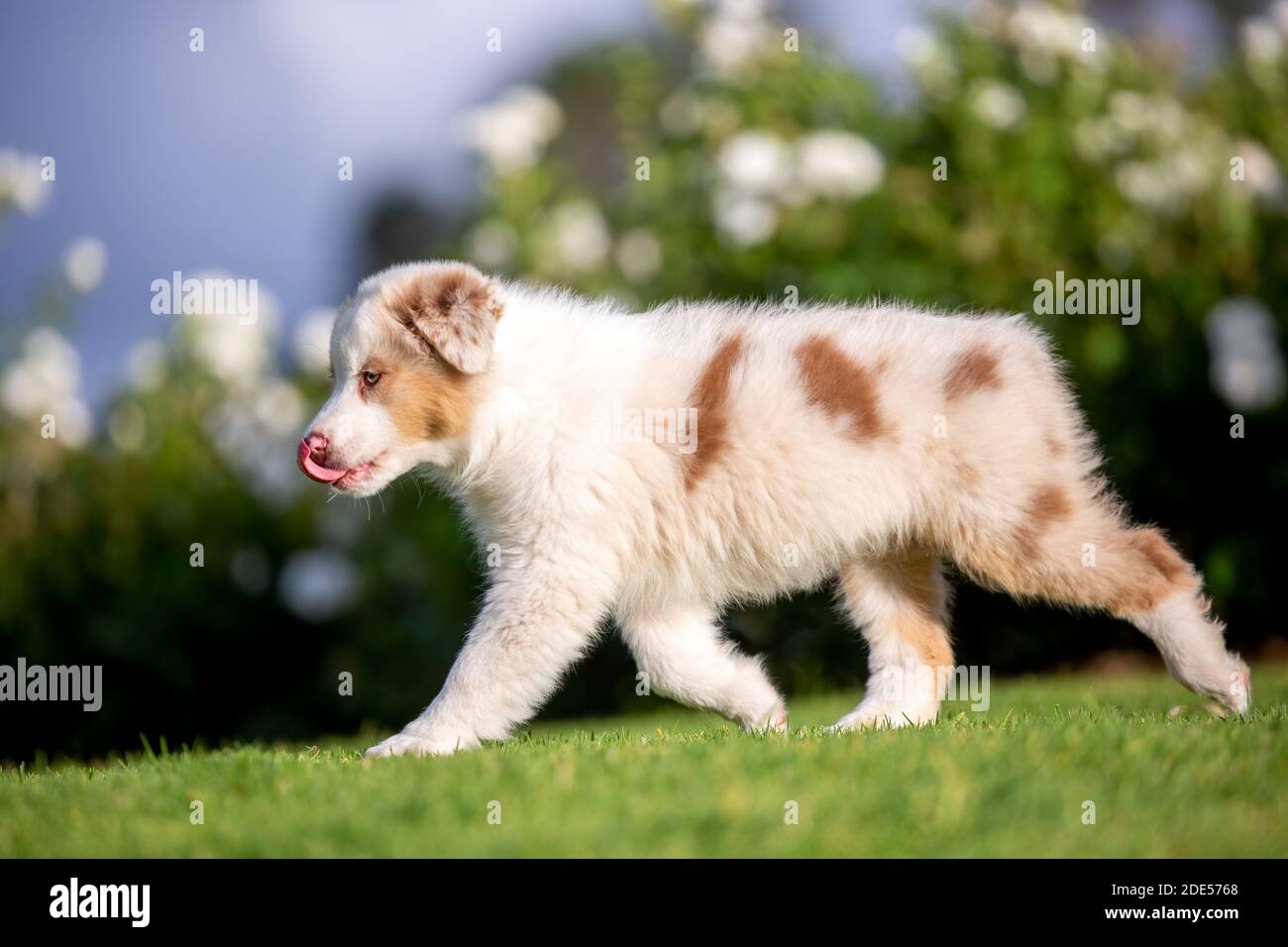 Red merle tricolor Australian Shepherd puppy Stock Photo - Alamy