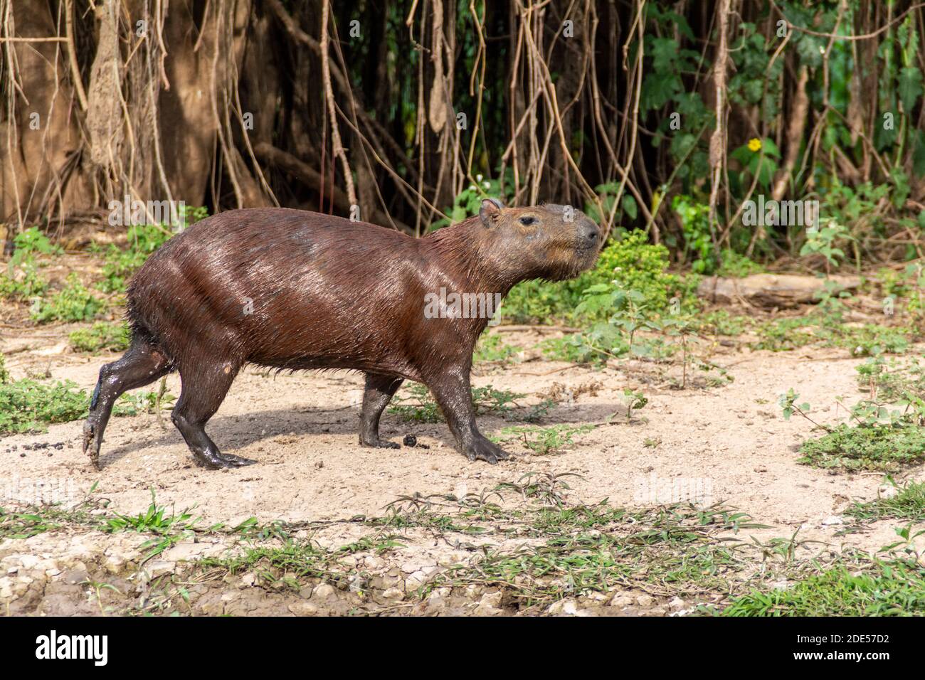 A lone Capybara, the world's largest rodent, swimming towards a bank on the Mutum River, (Rio Mutum) in the world's largest wetlands of the Pantanal Stock Photo