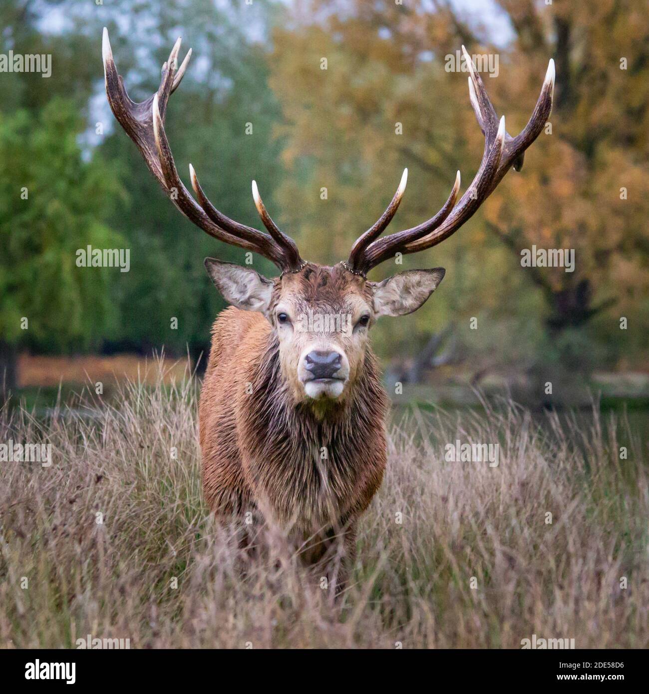Red deer in long grass in Bushy Park, West London Stock Photo