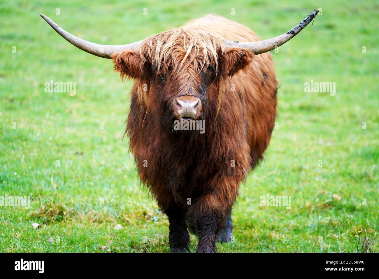 A portrait of a brown highland cow in a meadow Stock Photo - Alamy