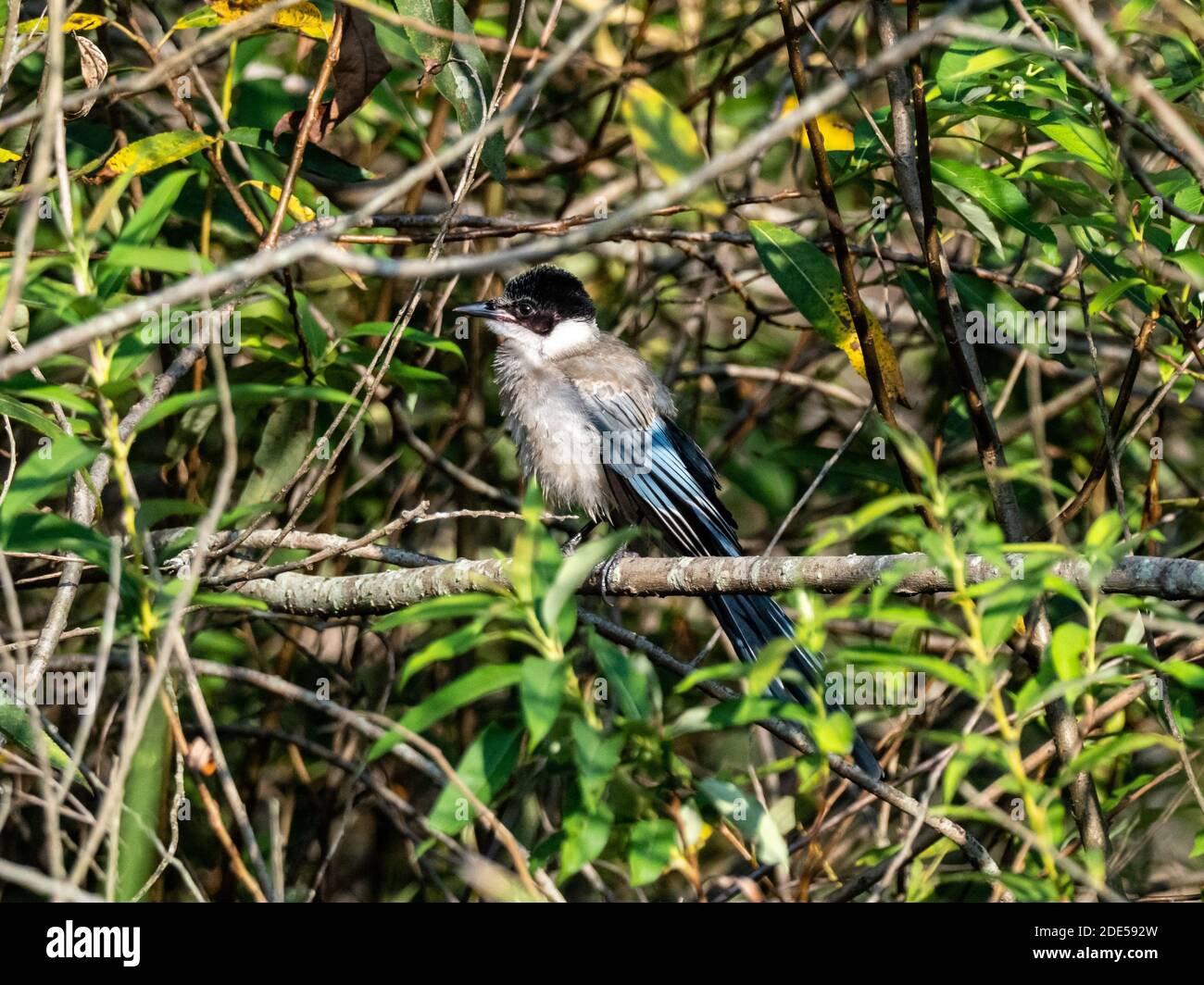 Azure-winged Magpie, Cyanopica cyanus, perched in the underbrush along a pond in Izumi Forest, Yamato, Japan. Stock Photo