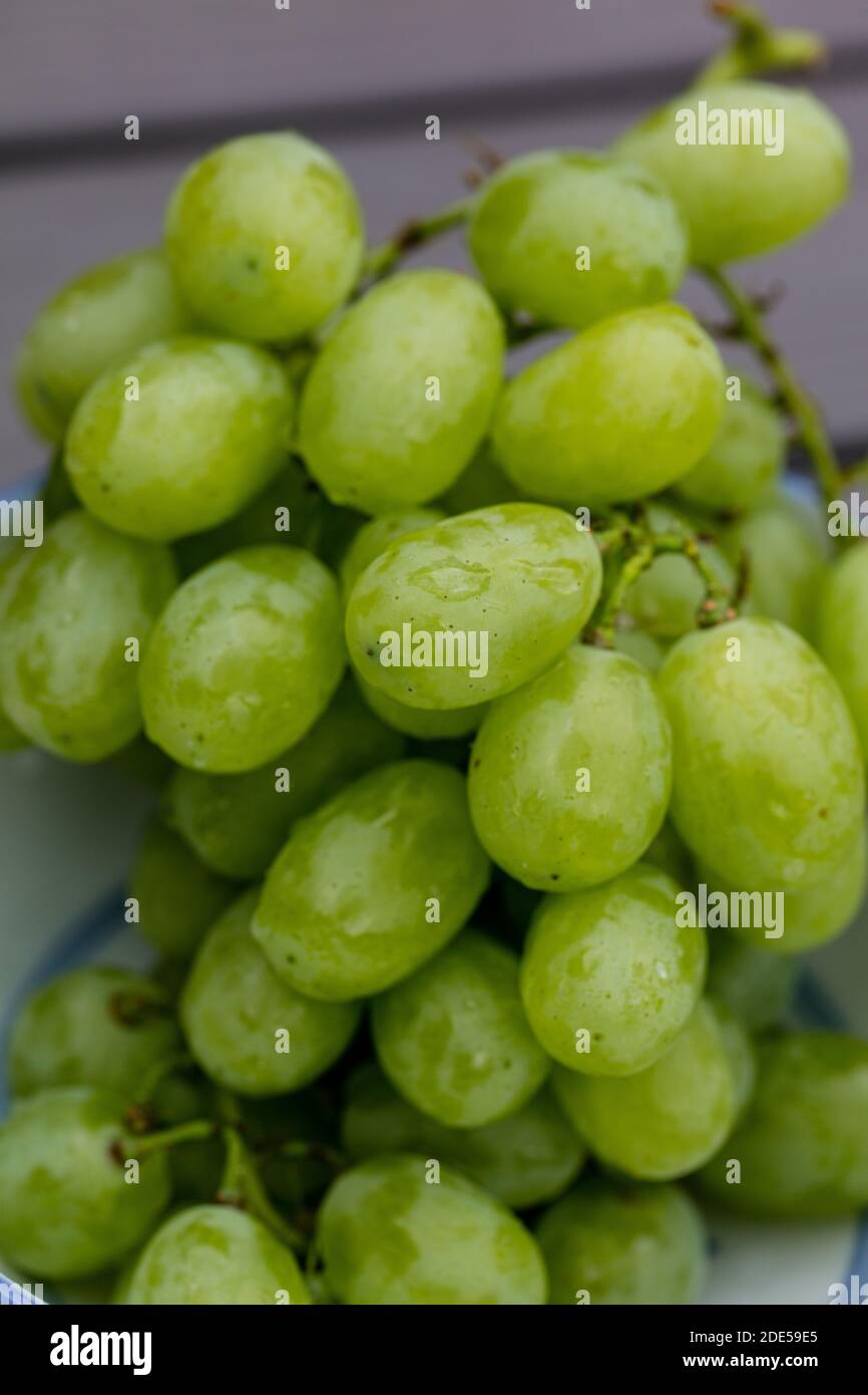 'Vittoria' Common grape vine, Vinranka (Vitis vinifera) Stock Photo
