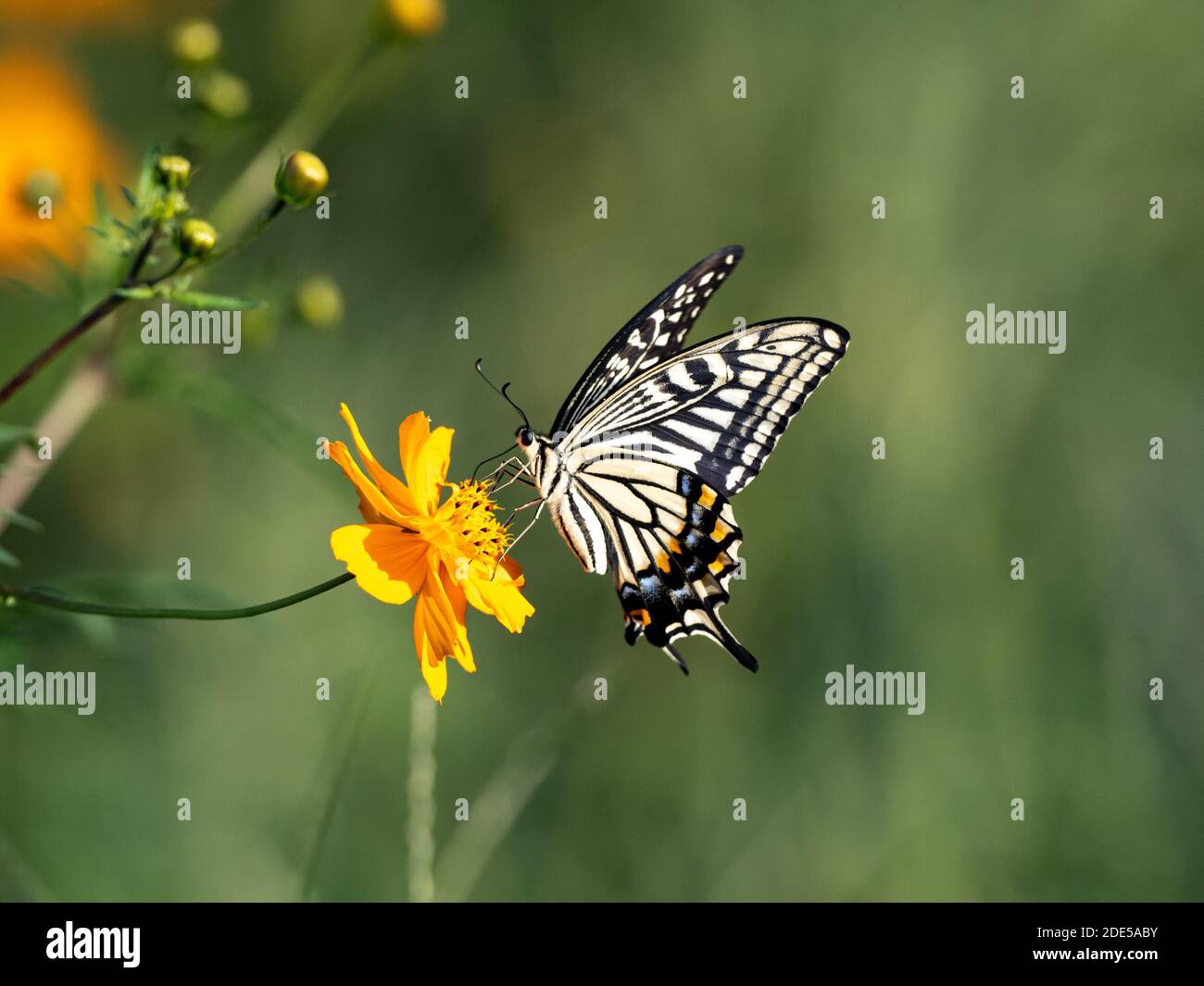 A Chinese Yellow Swallowtail, Papilio xuthus, feeds from a flower in a park in Sagamihara, Japan. Stock Photo
