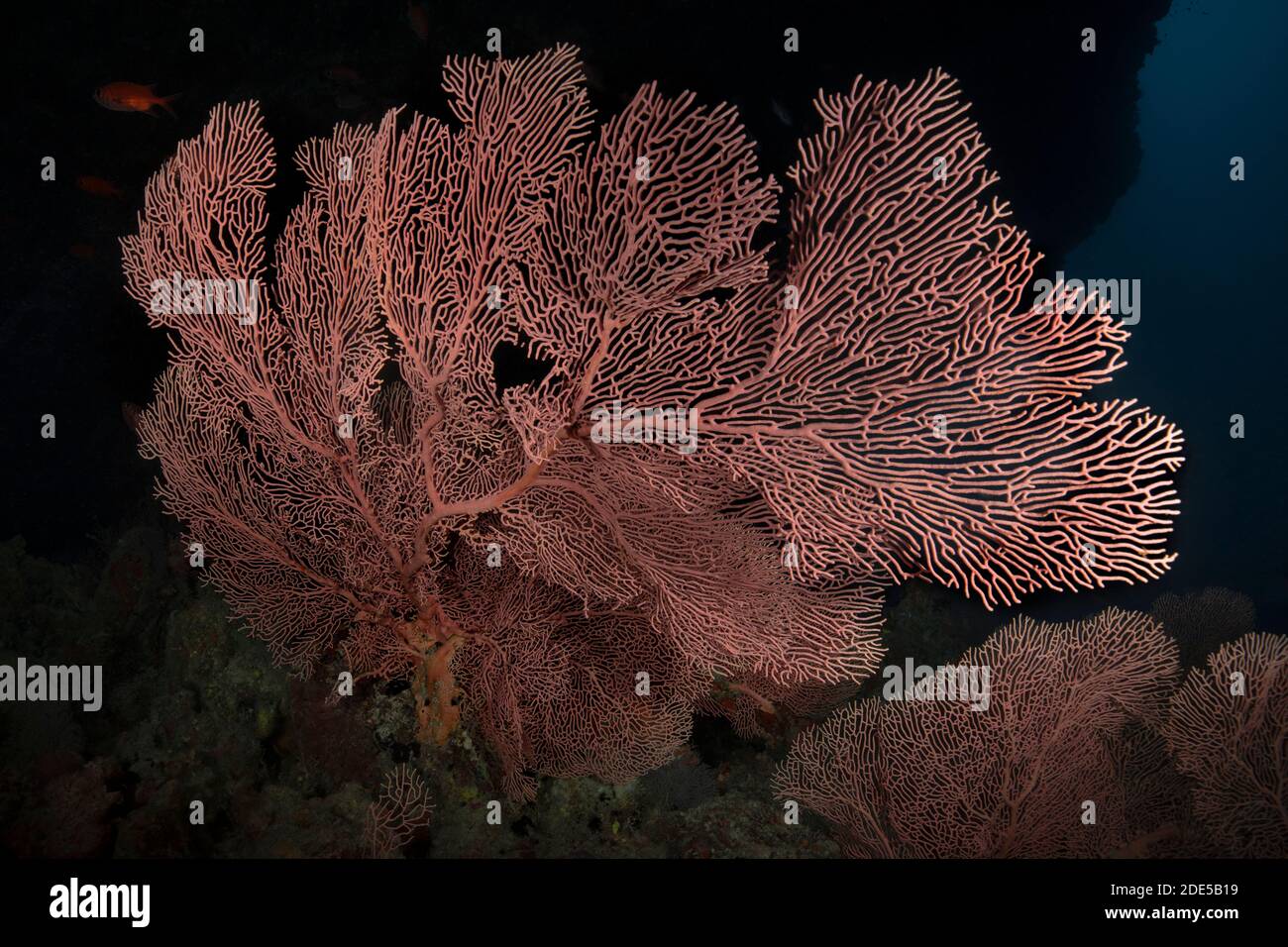Beautiful Gorgonian ( Sea Fan). Soft coral of Maldivian reefs. Amazing underwater world of Maldives Stock Photo