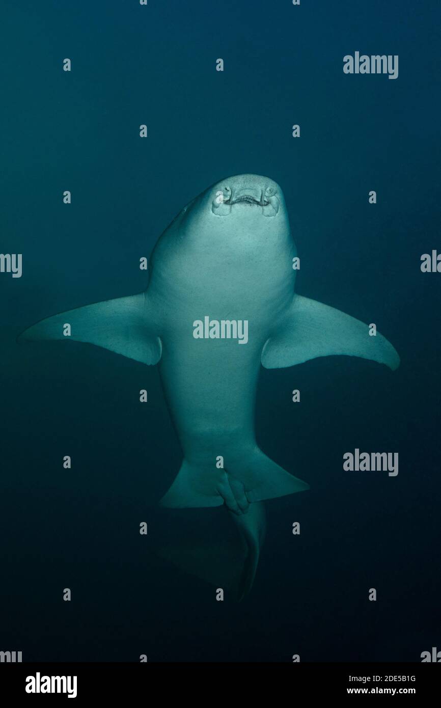 The nurse shark (Ginglymostoma cirratum). Maldives underwater world Stock Photo
