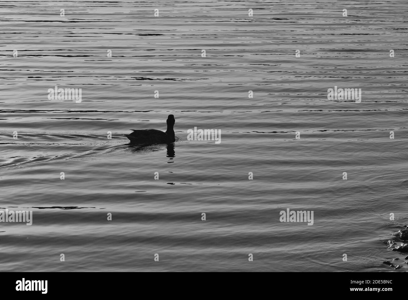 Swimming Ducks Stock Photo