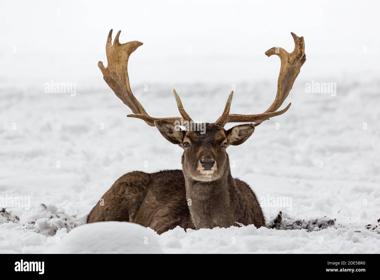 Male fallow deer buck Dama dama resting in snow-covered winter landscape Stock Photo