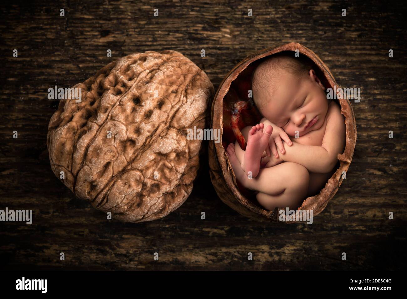 Composite image of a newborn baby curled up as a foetus in an open walnut Stock Photo