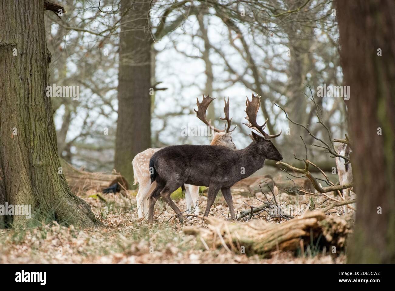 Deer at Richmond Park in London, England Stock Photo