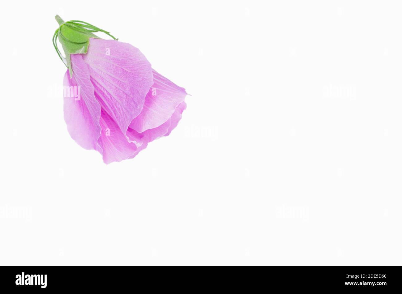 A pink hibiscus cannabinus blossom on a white surface Stock Photo