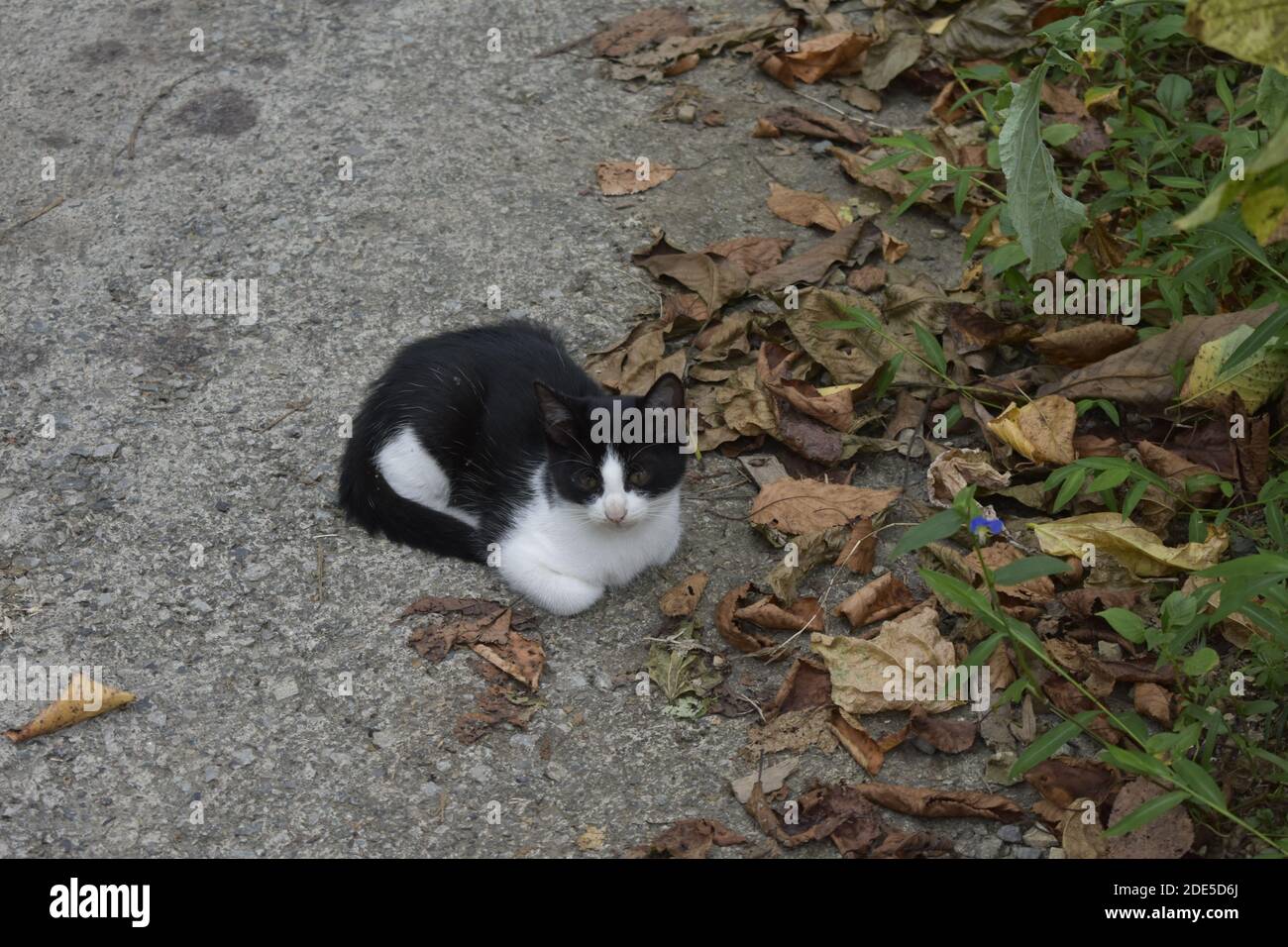 An adorable black and white cat lying on the ground Stock Photo - Alamy