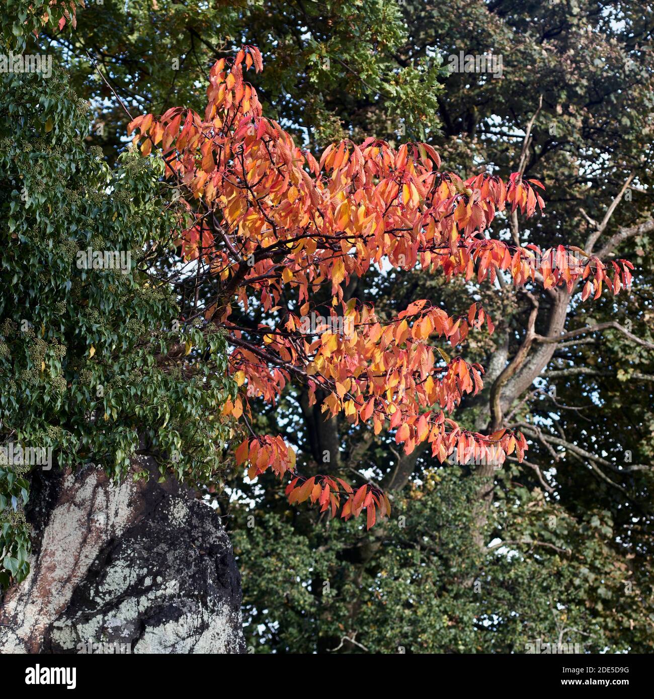Cherry tree autumn colours Stock Photo