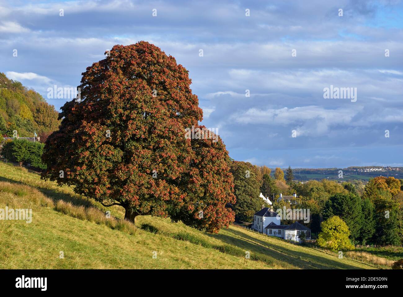 Maple tree in early autumn above Blairlogie, Stirling, Scotland. Stock Photo