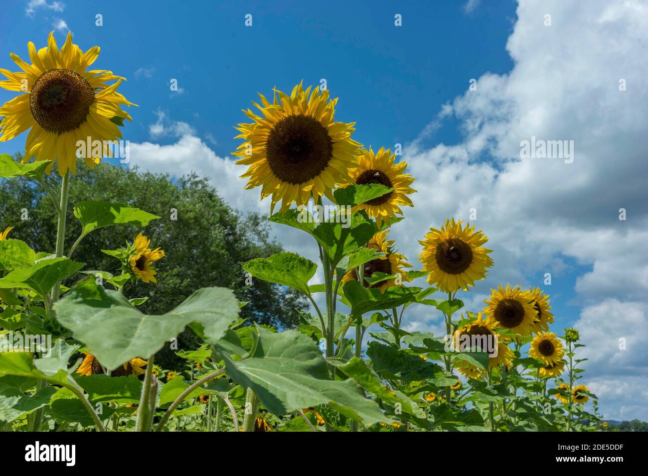 Very beautiful sunflowers against blue sky with clouds Stock Photo
