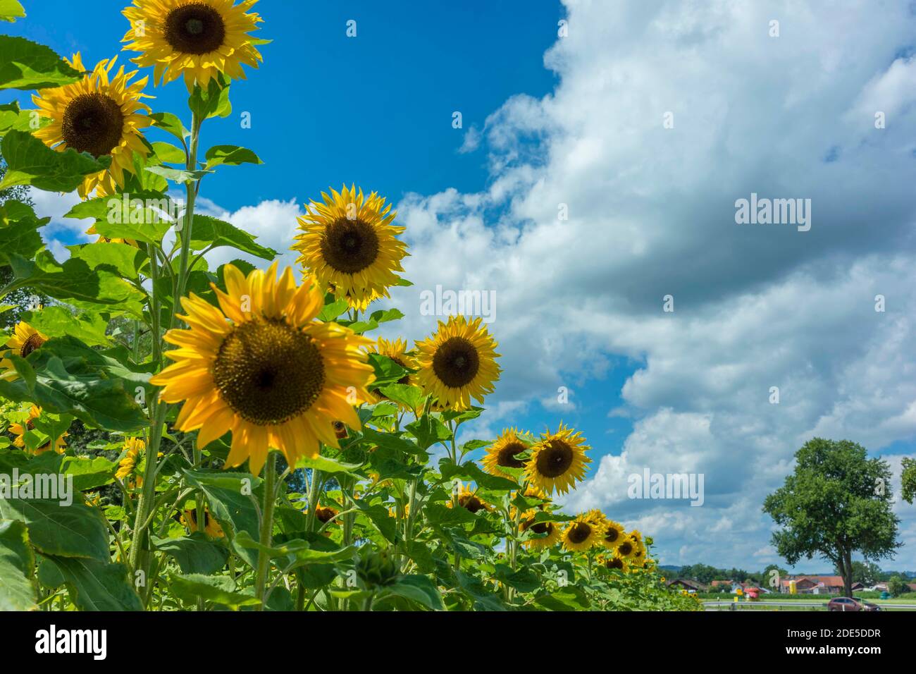 Very beautiful sunflowers against blue sky with clouds Stock Photo