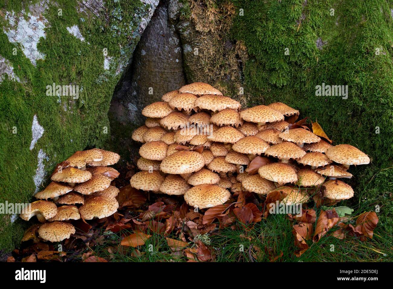 Flaky Pholiota, Shaggy Scalycap, Pholiota squarossa, Perthshire, Scotland.  At the base of a beech tree Stock Photo