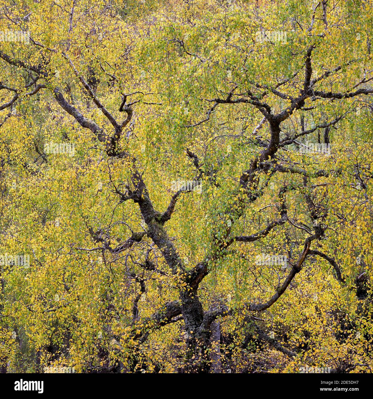 Silver Birch tree in autumn colours, Glen Lyon, Perth and Kinross, Scotland. Stock Photo