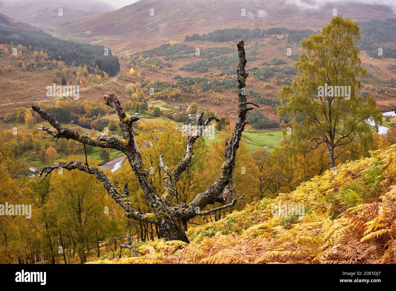 Dead tree on hillside above Glen Lyon in autumn, Perth and Kinross, Scotland Stock Photo
