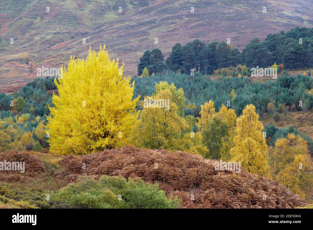 Small group of Aspen trees, Populus tremula, in Glen Lyon, Perth and Kinross, Scotland. Stock Photo