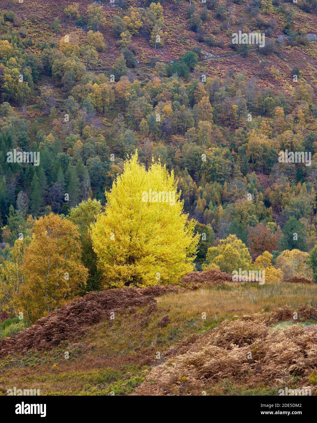 Small group of Aspen trees, Populus tremula, in Glen Lyon, Perth and Kinross, Scotland. Stock Photo
