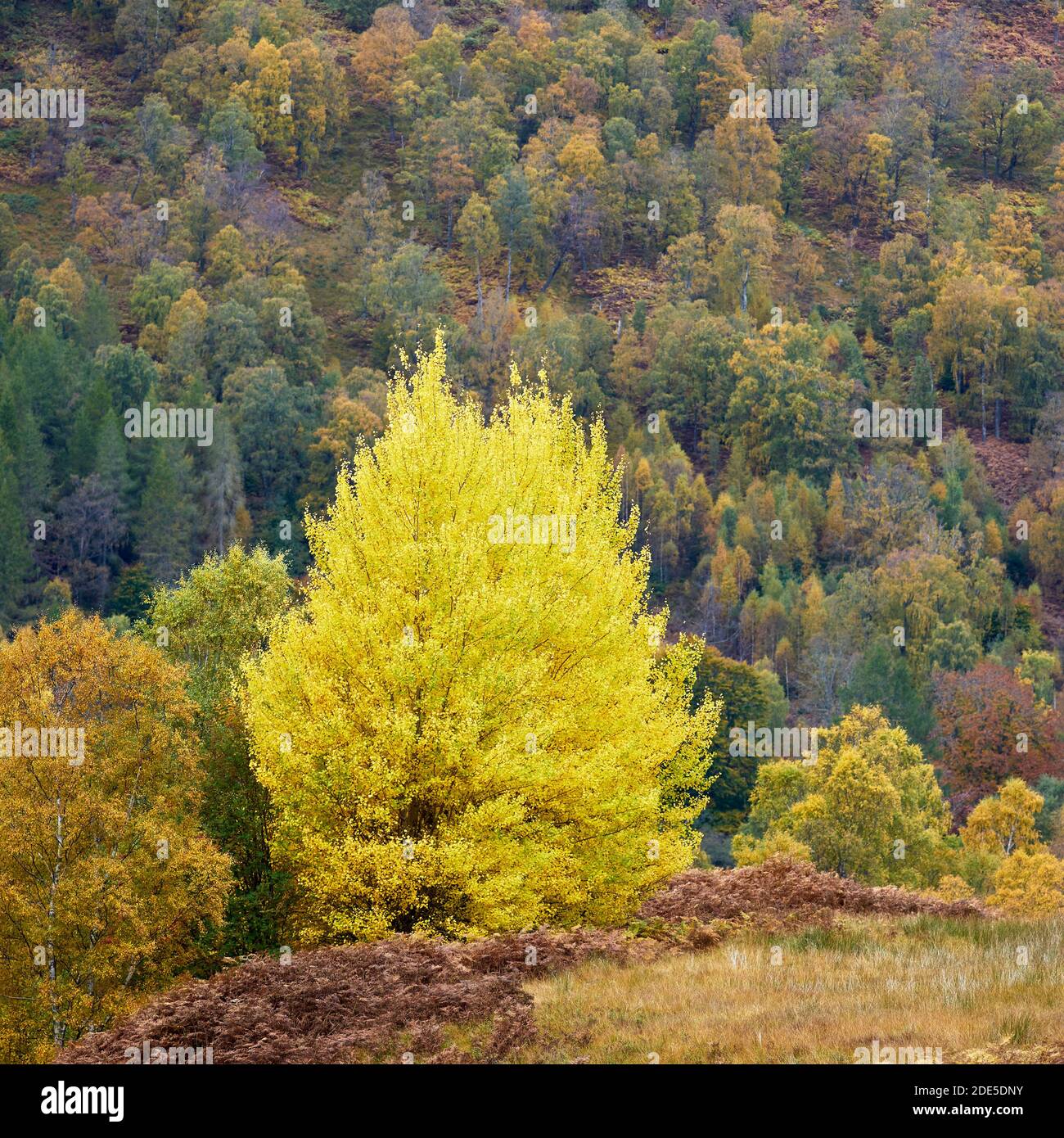 Small group of Aspen trees, Populus tremula, in Glen Lyon, Perth and Kinross, Scotland. Stock Photo