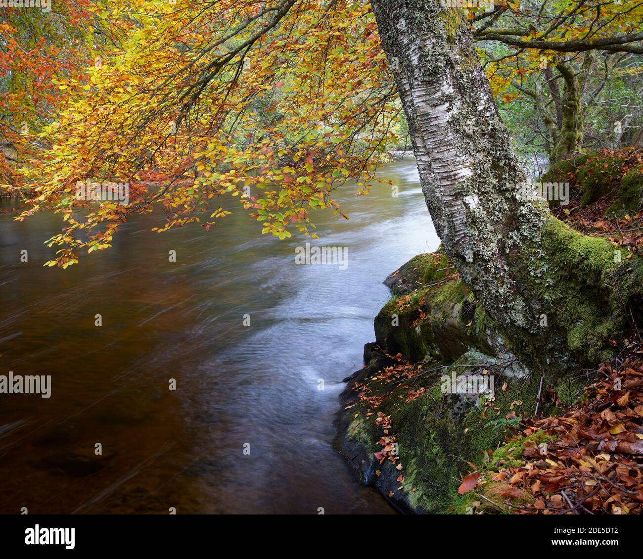 Trees in autumn colours on the banks of the River Lyon, Glen Lyon, Perth and Kinross, Scotland.Trees in autumn colours on the banks of the River Lyon, Stock Photo